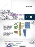 Meristematic Tissues - Plant Cell Bab 2