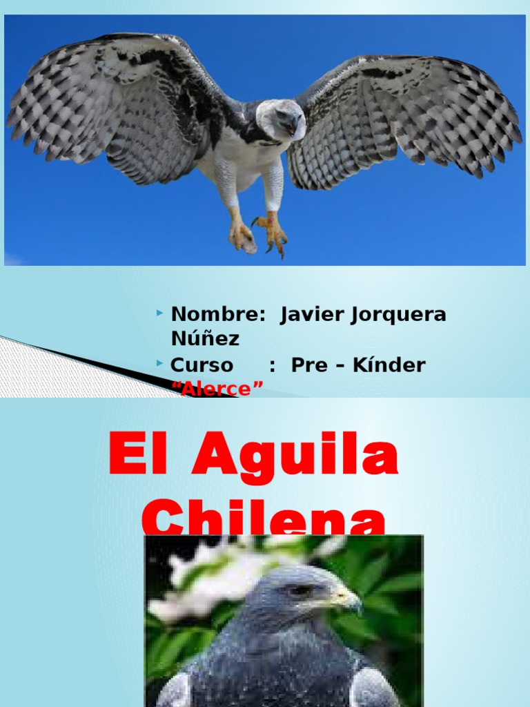 Aguila Chilena | PDF