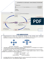 Aminoacidos 15 I