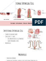 Intestinal Epithelial Cell