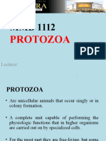 Protozoa