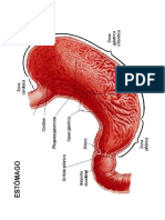 Anatomía Del Aparato Digestivo