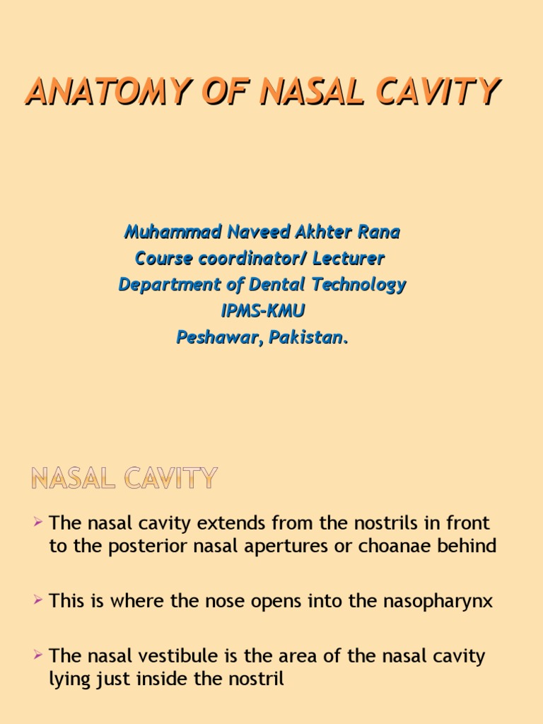 Anatomy of Nasal Cavity | PDF | Human Head And Neck | Primate Anatomy