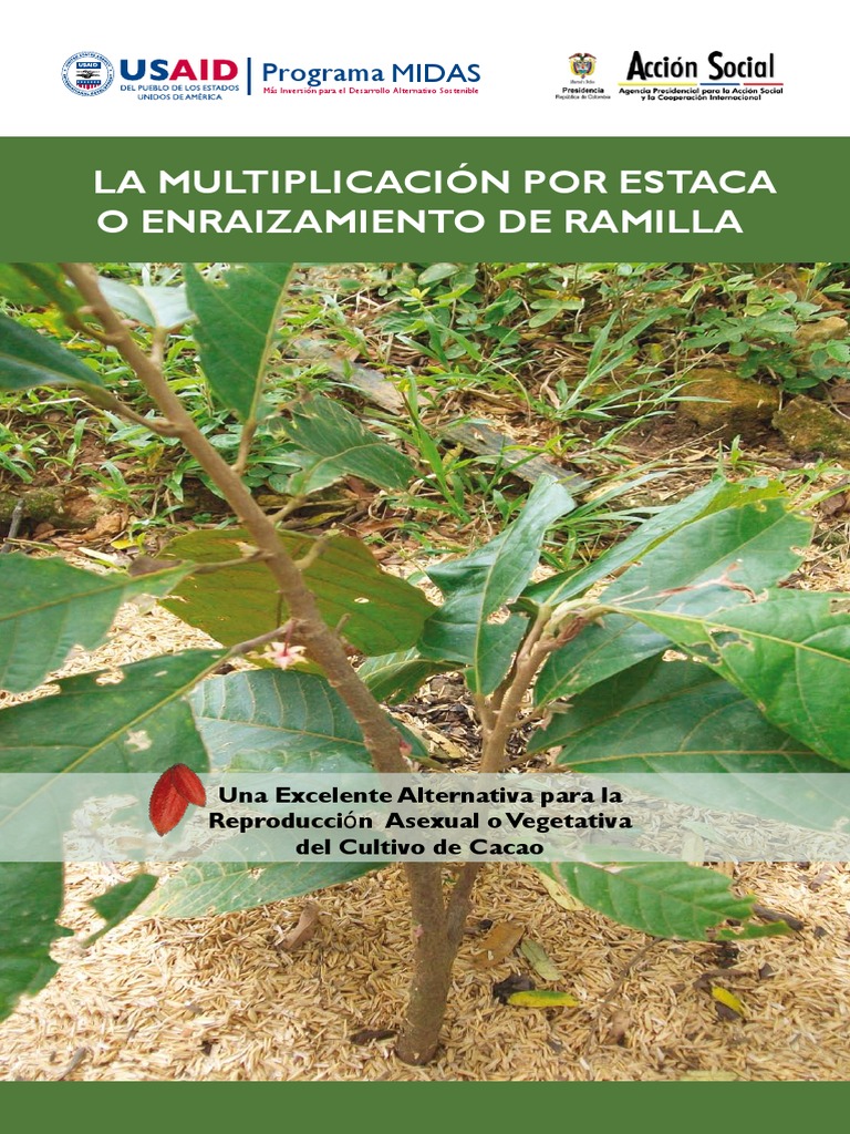 Multiplicación de Cacao por Ramilla | PDF | Clonación | Siembra