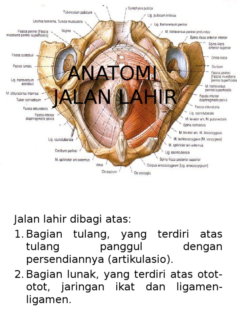 17+ Anatomi Jalan Lahir