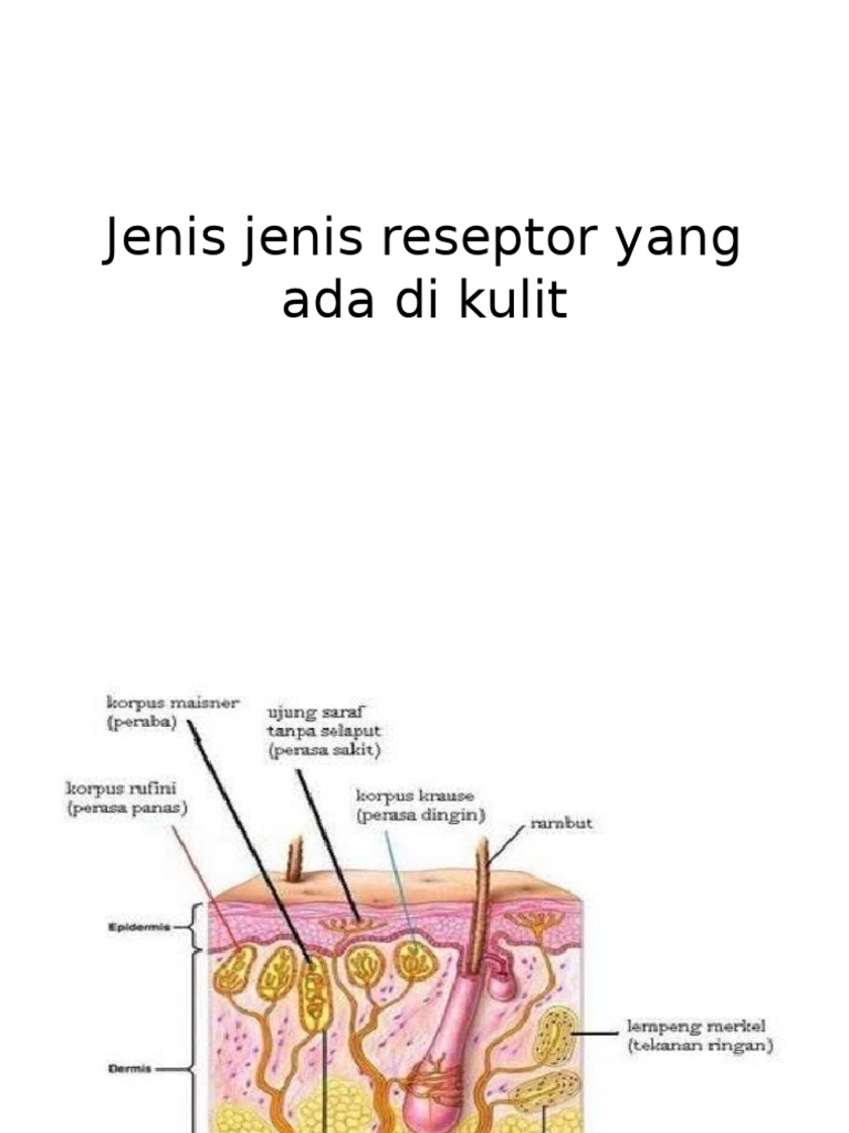 Jenis Jenis Reseptor Yang Ada Di Kulit Pdf