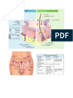 Skin Ovarian Lig