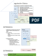 Cascada de Coagulación Clásica