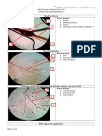 Praktikum Parasitologi