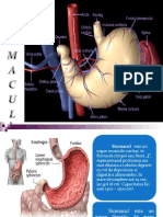 Stomacul