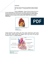 Fungsi & Anatomi Jantung Manusia