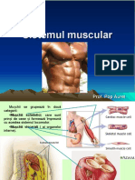 Sistemul Muscular 