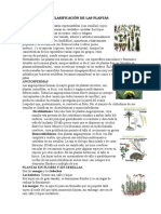 Clasificación de Las Plantas