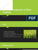 Methane Production in Rice Paddies