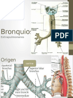 Bronquios