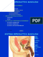 Organa Genitalia Interna: - Testis - Tractus Genitalis