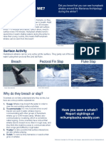 whale watching flyer
