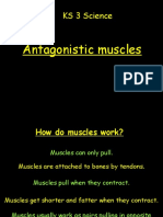 [12138]Antagonistic Muscles