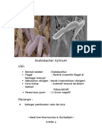 Acetobacter Xylinum