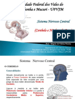 Sistema Nervoso Cerebelo Núcleos Da Base e Córtex Cerebral