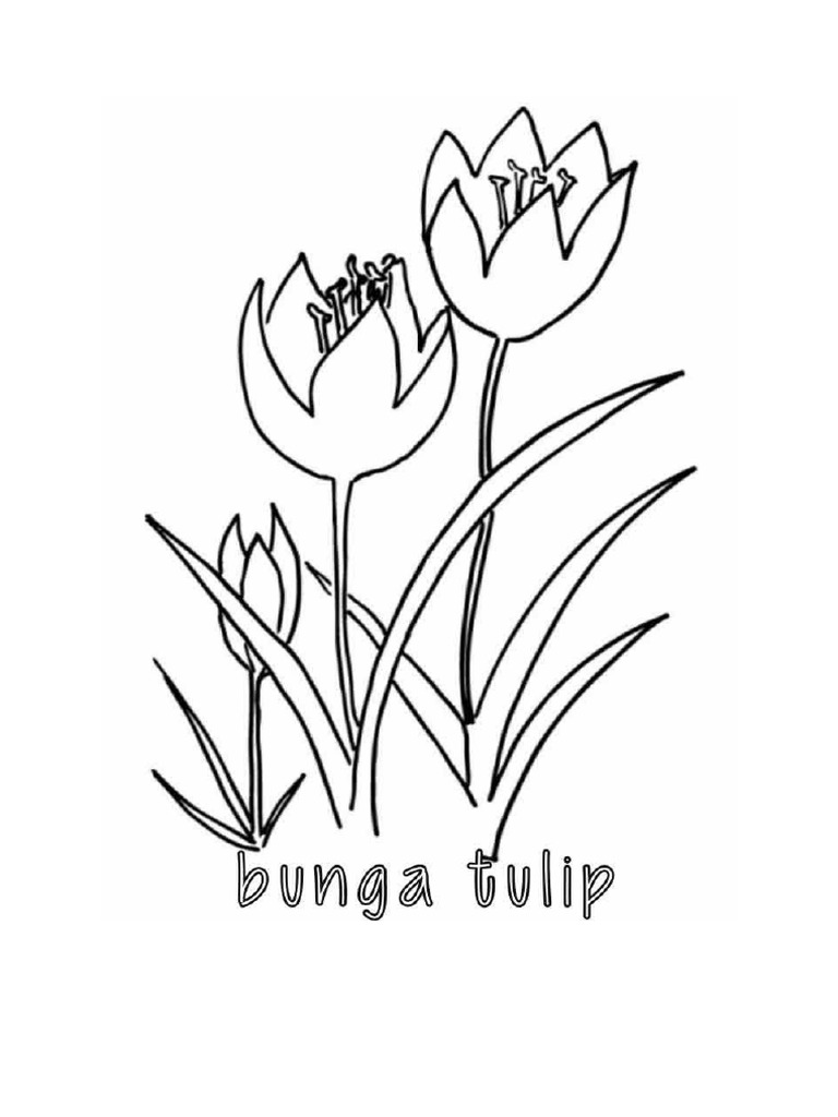 Download Gambar Sketsa Bunga Tulip Mekar  