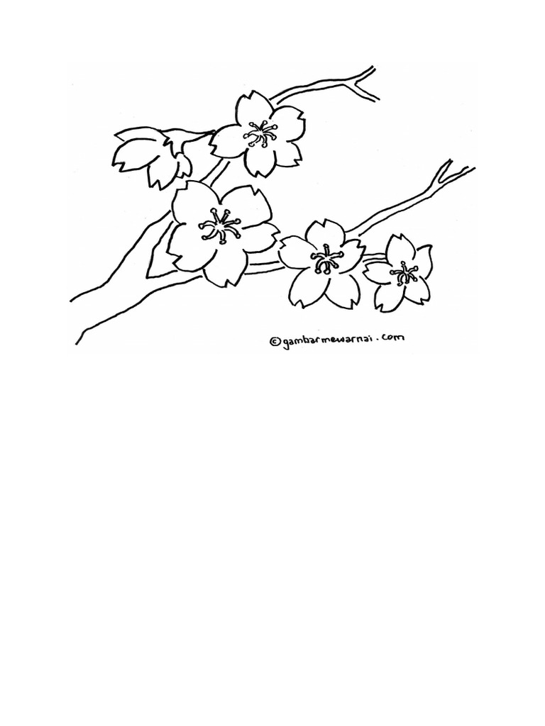 20 Ide Sketsa Bunga Sakura Hitam Putih AsiaBateav