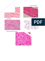 25 laminillas histologia tejidos muscular nervioso cerebelo 