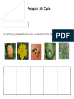 Pumpkin Life Cycle: Click and Drag Pictures Into The Box in The Correct Order To Show The Life Cycle of A Pumpkin