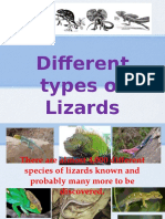 Types of Lizards and Their Adaptive Features