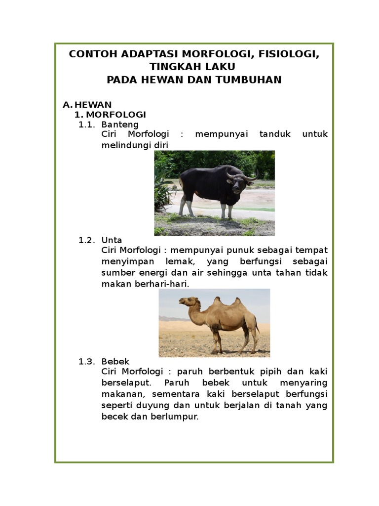 850 Gambar Adaptasi Fisiologi Pada Hewan HD Terbaik