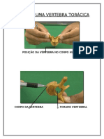 VISÃO DE UMA VERTEBRA TORÁCICA.docx