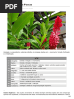 Como Adubar Suas Plantas