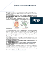 Diferencia Entre Célula Eucariota y Procariota