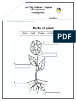 Parts of Plant: The City School - Alpha