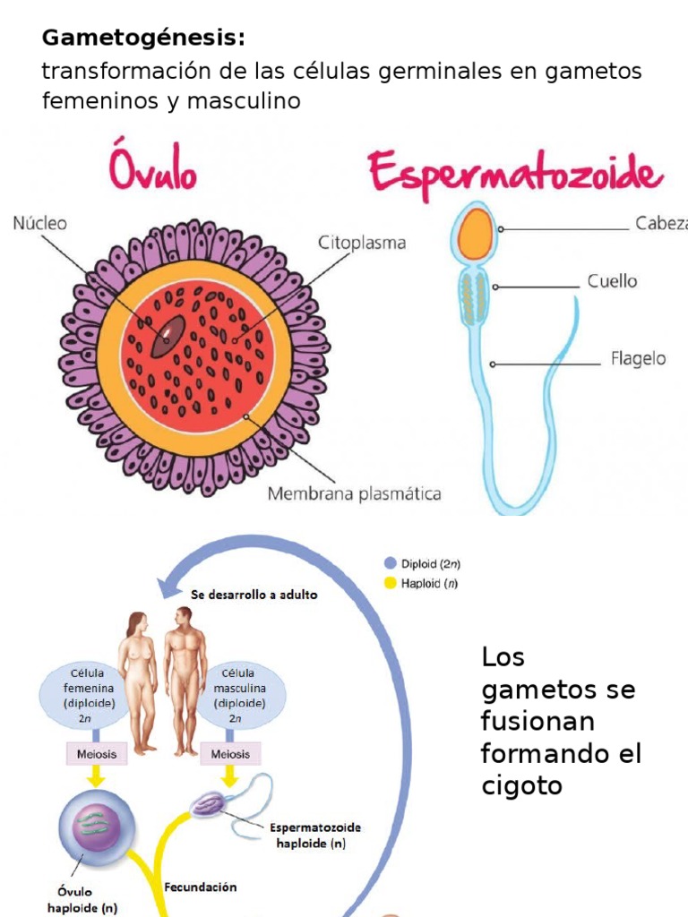 transformación de las células germinales en gametos femeninos y masculino