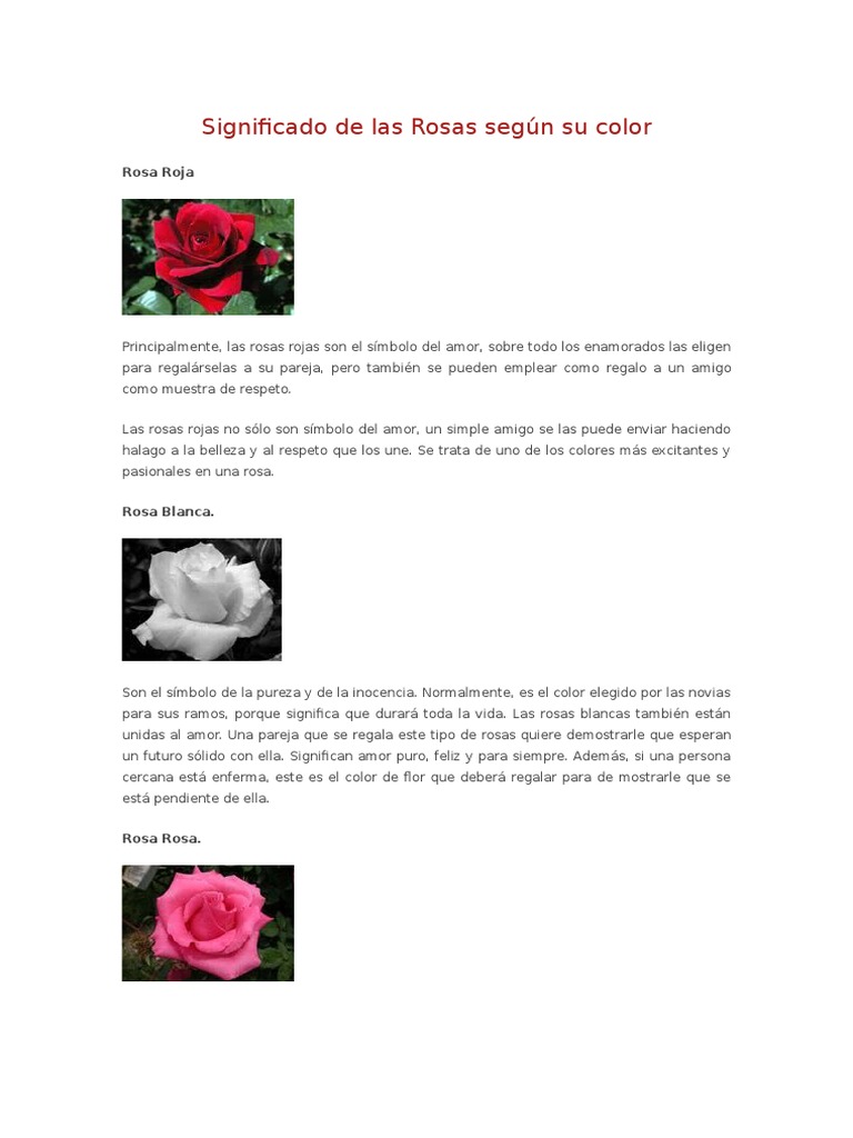 Significado de Las Rosas Según Su Color