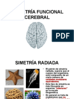 Asimetria Funcional Cerebral