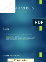 Tuber and Bulb: Integrated Pest and Management - Cp3