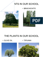 The Plants in Our School: Holm Oak Brachichito