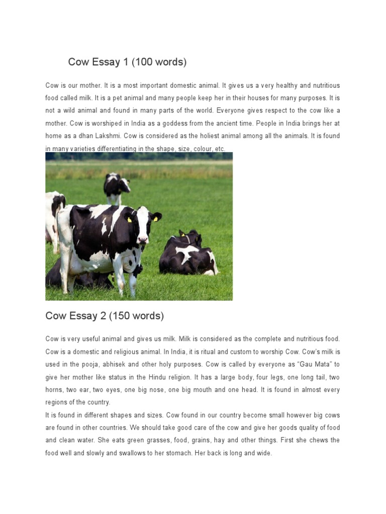 Funny essay on cow image