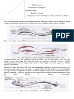 Esqueleto del miembro torácico: hombro, brazo, antebrazo y mano