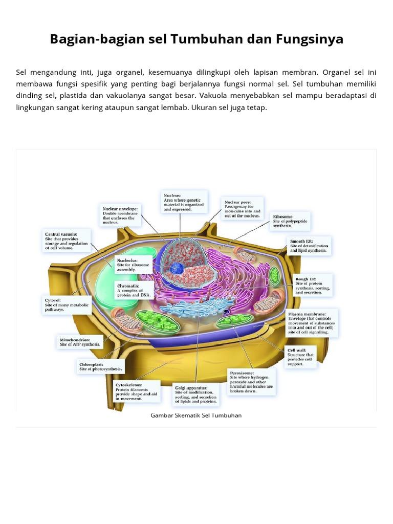 Struktur Dan Bagian bagian Sel  Hewan  Dan Tumbuhan Beserta  