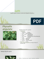 Herbarium Physallis Angulata