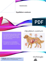 Dypilidium Caninum