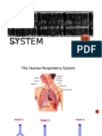 Development of the Human Respiratory System