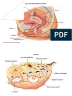 Organ Reproduksi Pada Wanita 1.