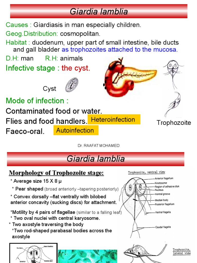 3 Giardia Lamblia Human Feces Diarrhea