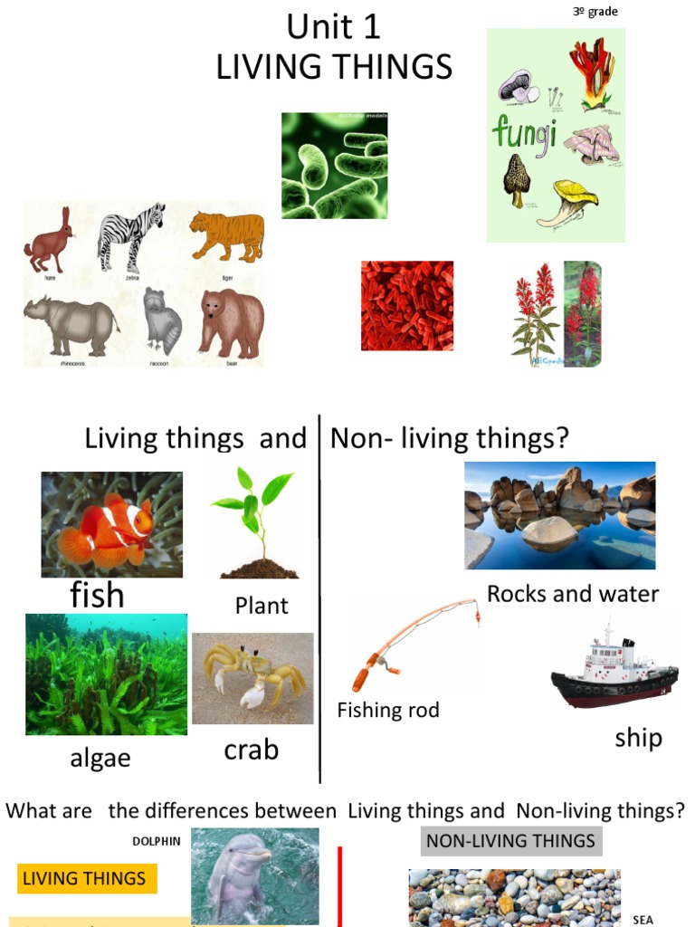Unit 1 Living Things Natural Science 3ºlast PDF | PDF | Plants | Trees
