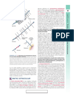 Matriz extreacelular