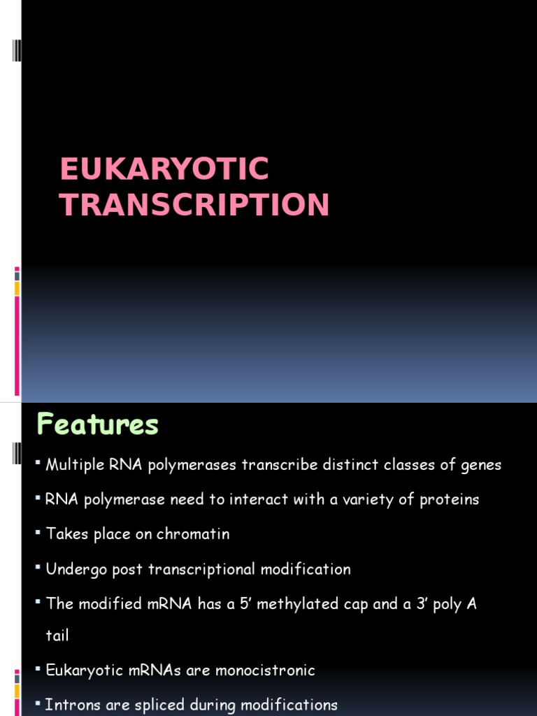 Eukaryotic Transcription Overview | PDF